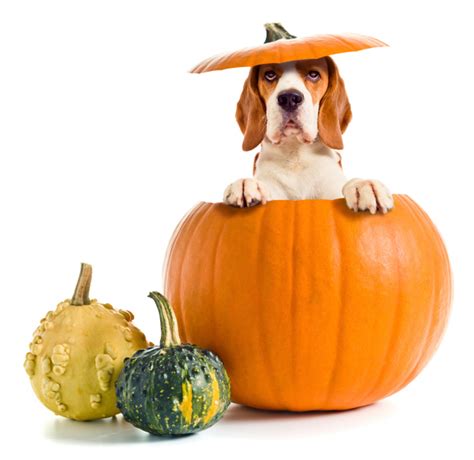 Cesar Millans Healthy Pumpkin Ball Dog Treat Recipe