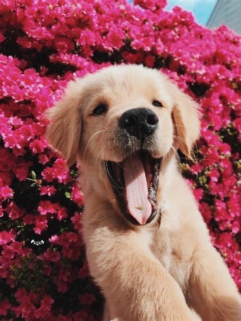 Hunderassen mit fotos ansehen, hundezüchter & hundeschulen für deinen hund finden. Ohne Titel süß (mit Bildern) | Welpen, Süße hunde welpen ...