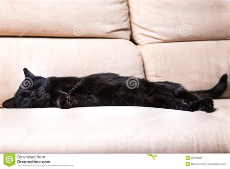 Black Cat Sleeping Stock Image Image Of Relaxing Mammal 86456837