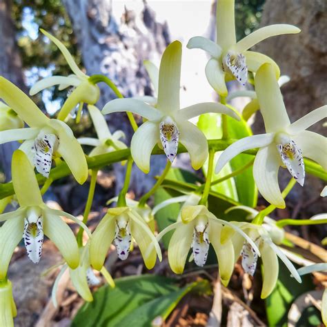 How To Grow Australian Orchids For A Stunning Display Australian