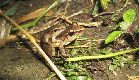 Many More Amphibian Species At Risk Of Extinction