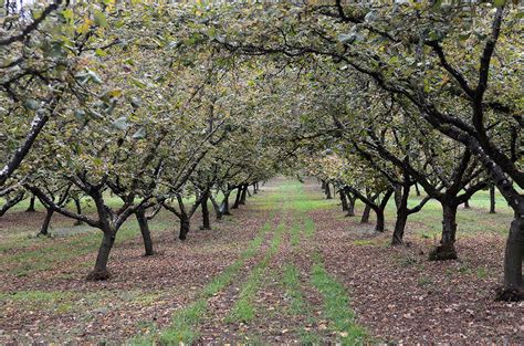 Once a filbert tree is infected with eastern filbert blight (efb), the infection can only be removed by pruning. Agriculture & food special: Farmers say 'nuts' to eastern ...