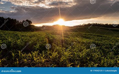 Sunset Over The Corn Fields Stock Image Image Of Tree Corn 179542125