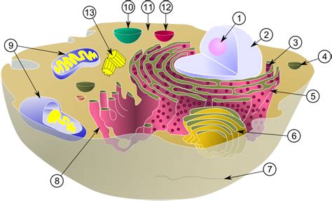 Mitochondria are often referred to as the powerhouse of the cell. Burokas Design: Unit 6: Idea #2 Mitochondria