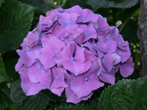 Conoscere tutti i nomi dei fiori da bulbo è indispensabile per poter scegliere quello adatto ad ogni giardino. Nomi e Immagini di Fiori di Primavera (35 Foto) | PianetaBambini.it