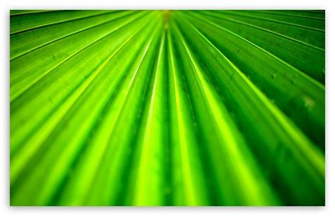 Tropical Leaf Ultra HD Desktop Background Wallpaper for 4K UHD TV