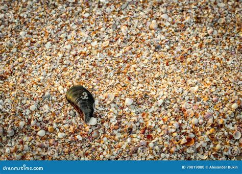 Spread Small Seashells On The Seashore Stock Photo Image Of Beige