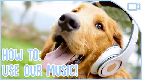 How To Use Relax My Dog Music Youtube