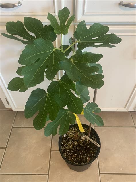 When do you trim them or is it even advisable to do so? FigBid - Online Auctions of Fig Trees, Fig Cuttings ...