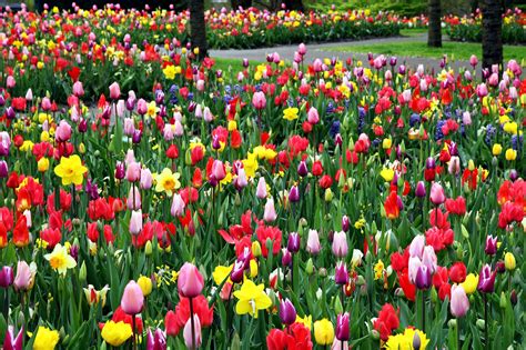 Gratis Afbeelding Kleurrijke Tulpen Bloem Veld Park Tuin