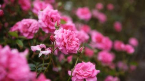 Pink Roses Petal Flowers Buds Blur Background 4k Hd Flowers Wallpapers