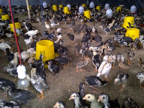 1.meningkatkan kualitas daging ayam kampung super 2. Ternak Ayam Kampung Super - Usaha Yang Menjanjikan | Ardhi ...