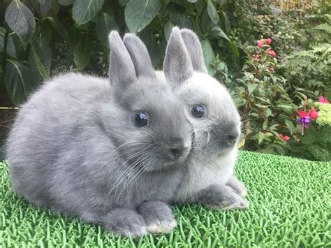 2 Baby Netherland Dwarf Rabbits For Sale Sold In Southport