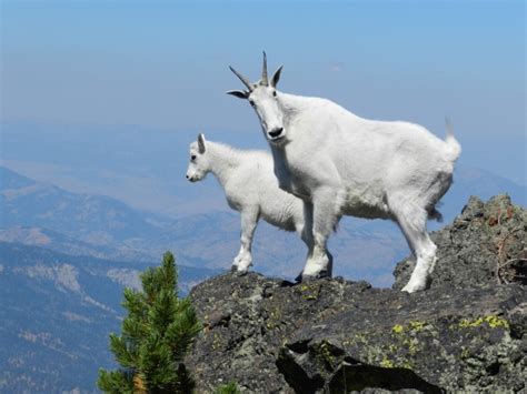 Mountain Goats At The Top Free Stock Photo Public Domain Pictures
