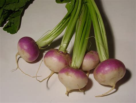 Turnip Description Uses And Cultivation Britannica