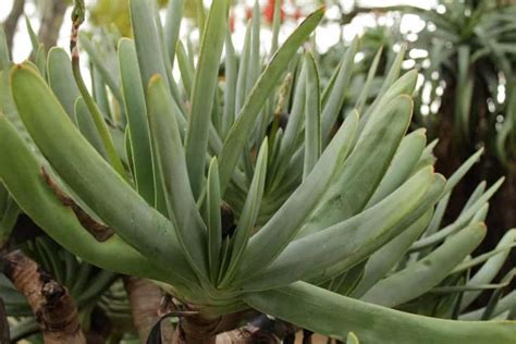 26 Different Types Of Aloe Vera Aloe Plant Aloe Aloe Vera Plant