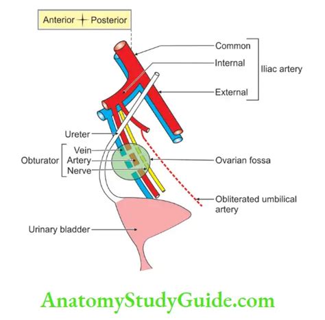 Female Reproductive Organs Anatomy Study Guide