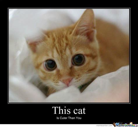 Love Ginger Cats Cute Cute Pinterest Memes Cute