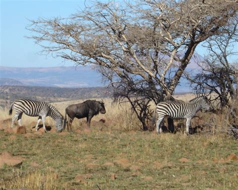 Nambiti Big 5 Private Game Reserve Ladysmith 2022 Qué Saber Antes