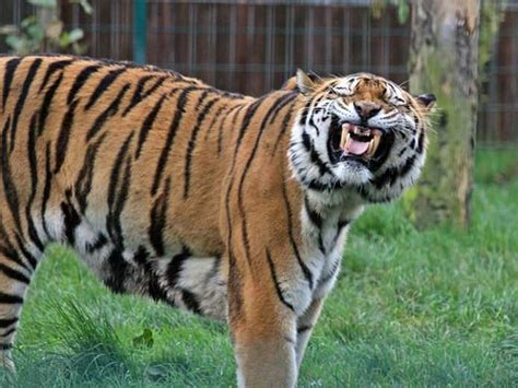 Why Do Some Animals Look Like They Are Laughing