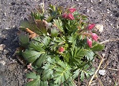 Image result for Three Flowered avens