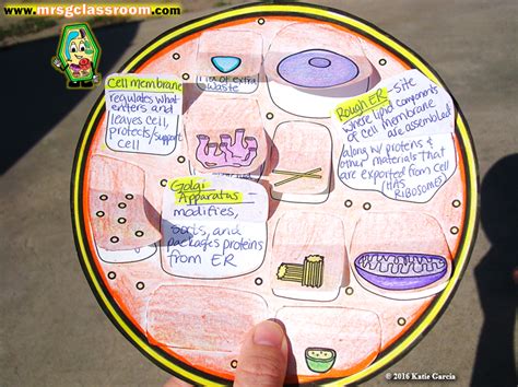 For animal cell culture the cells are taken from the organ of an experimental animal. Plant & Animal Cell Foldables