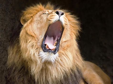 Sound effects / roaring lion. Jason Kim's Film Blog