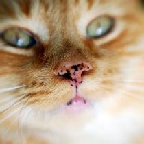 These freckles are known as lentigines lentigo simplex most often strikes cats with orange fur. O Físico do Gato | Gatinho Branco
