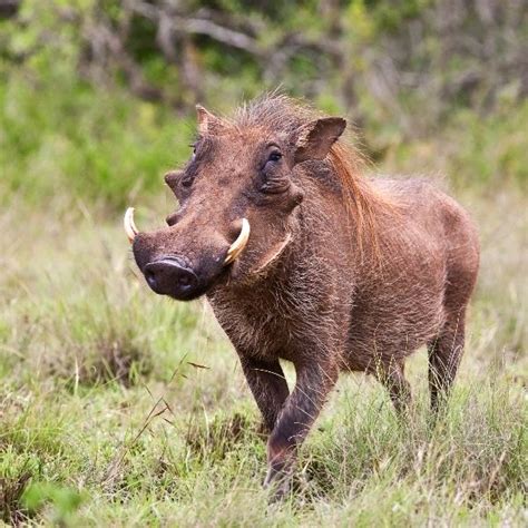 Warthog Animal Facts And Information