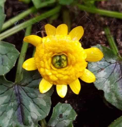 Ranunculus Ficaria Collarette Farmyard Nurseries