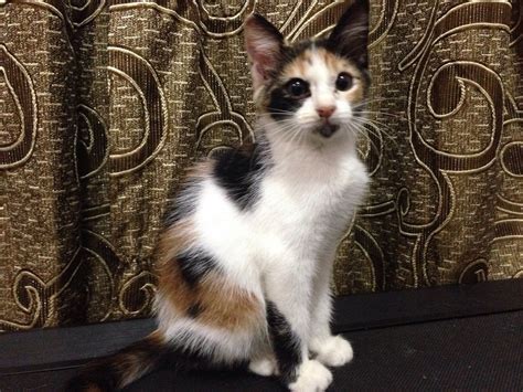 Meet misty, a domestic medium hair & calico mix cat for adoption, at animal welfare society of southeastern michigan in madison heights, mi on petfinder. Calico + Domestic Medium Hair Kitten Adopted - 3 Years 9 ...