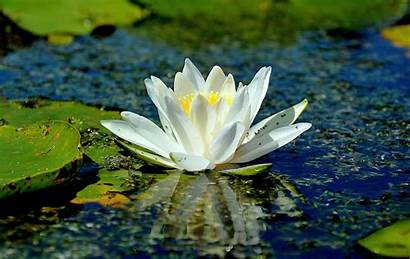 Water Lilies Lily Lotus Pond Flower Flowers