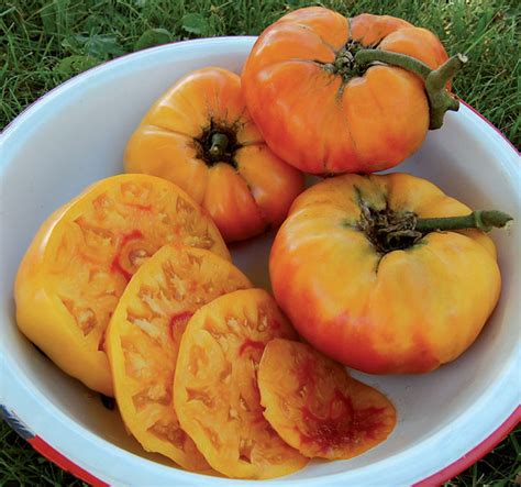 One type may be large, lumpy, and deep red, while another type may be small, smooth, and more than 3,000 varieties are being actively produced. Top Ten Heirloom Tomato Varieties — Seed Savers Exchange