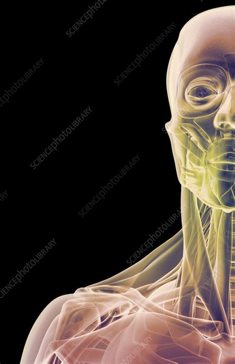 The anterior, lateral and posterior deltoid heads. 'The muscles of the face, neck and shoulder' - Stock Image - F001/4575 - Science Photo Library