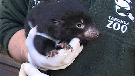 Click the 'check in' button at the bottom of the screen and you're done! Tasmanian Devil Pouch Check at Taronga - YouTube