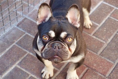 Posted by jazmin in pets for sale, dogs in brynmawr. Chocolate And Tan French Bulldog Stud Blue Carrier ...