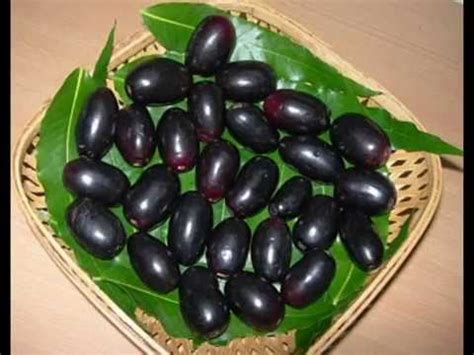 Selama ini masih terkonsentrasi sebagai tanaman pekarangan untuk konsumsi keluarga. 15 health benefits of jamun fruit,seeds,bark and leaves ...