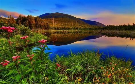 Wallpaper Lake Mountain Forest Flowers