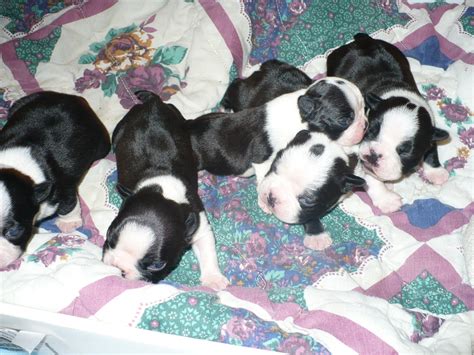 We raise and breed akc boston terriers. Ohio Boston Terrier Puppies