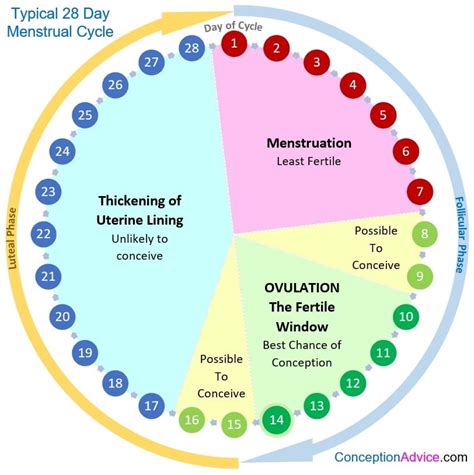 Phases Of The Menstrual Cycle Penn State Presidential Leadership