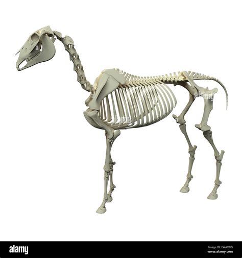 Horse Skeleton Horse Equus Anatomy Side View Isolated On White