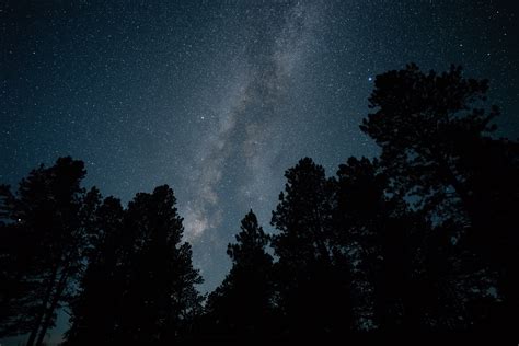 Wallpaper Forest Starry Night Nature Landscape Stars 6000x4000