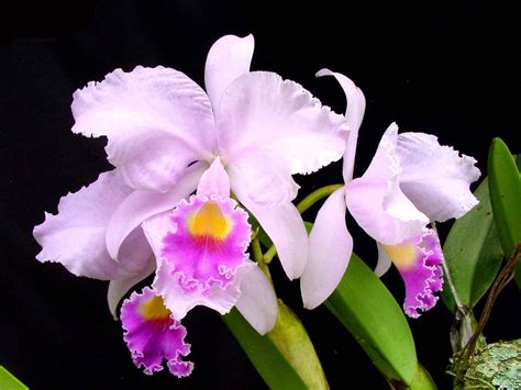 The plant is native to colombia. Colombian Flower Cattleya Meaning | Orchid Flowers