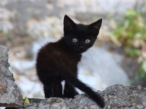 Image Cute Black Kittens Wallpaperblack And White Cats