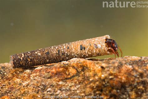Stock Photo Of Case Building Caddisfly Larva Trichoptera Europe May