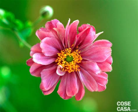 Le 5 varietà più belle e facili da coltivare. Anemoni giapponesi: i fiori dell'autunno. Messa a dimora ...