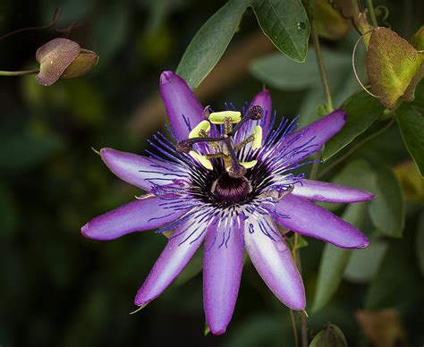 Purple Passion Lily Photograph By Ken Barrett Fine Art America