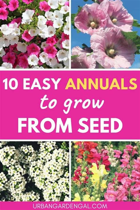10 Easy Annuals To Grow From Seed Artofit