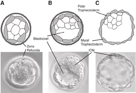 Formation Of The Mouse Blastocyst At The Eight Cell Stage The Embryo