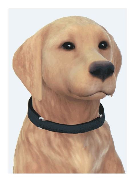 🍁 Download Simfileshare Dog Accessories Collar Dog Accessories Dog Cat